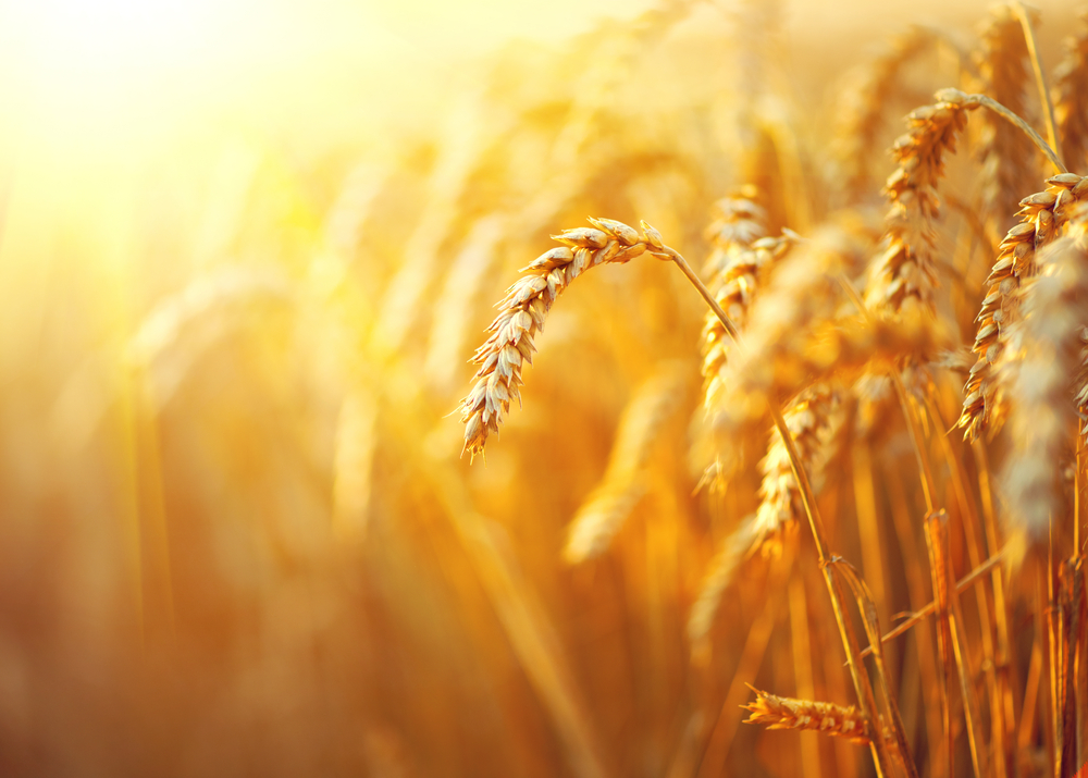 Israel wheat genome