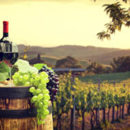 Israeli wine