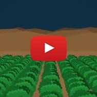 Making the desert bloom