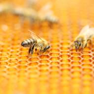 Bees