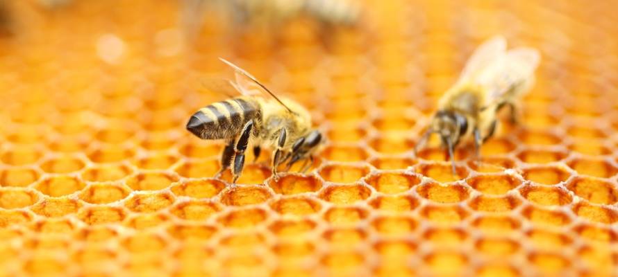 Bees