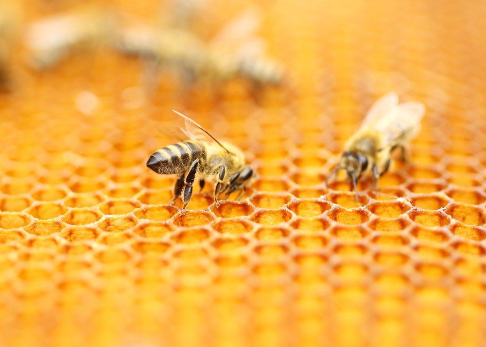 Bees