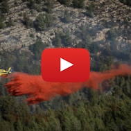 Forest fire