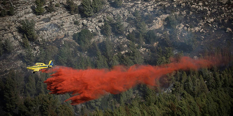 Forest fire