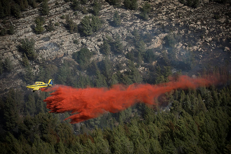 Forest fire