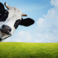 Israel dairy