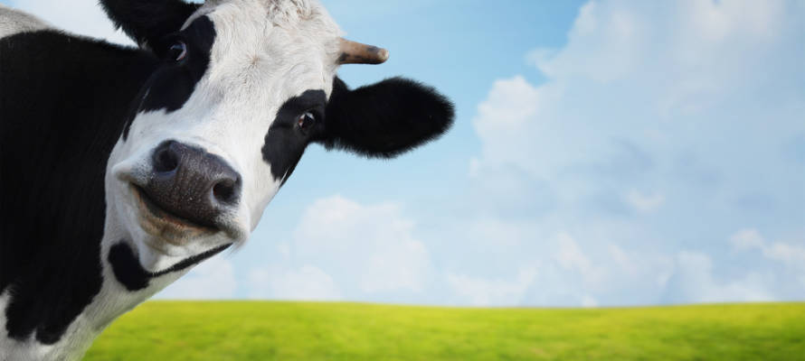 Israel dairy