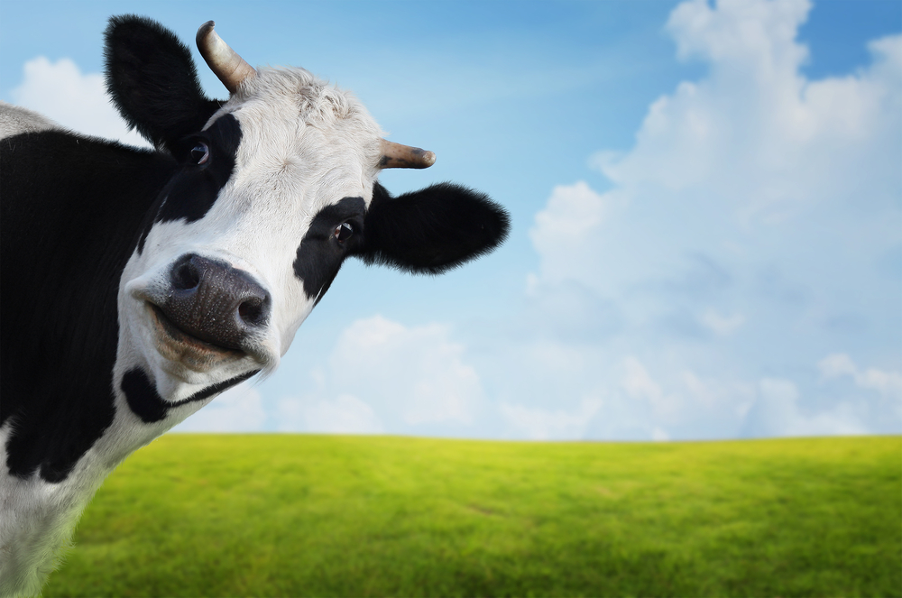 Israel dairy