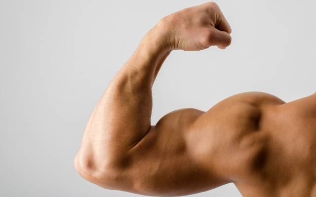 muscle
