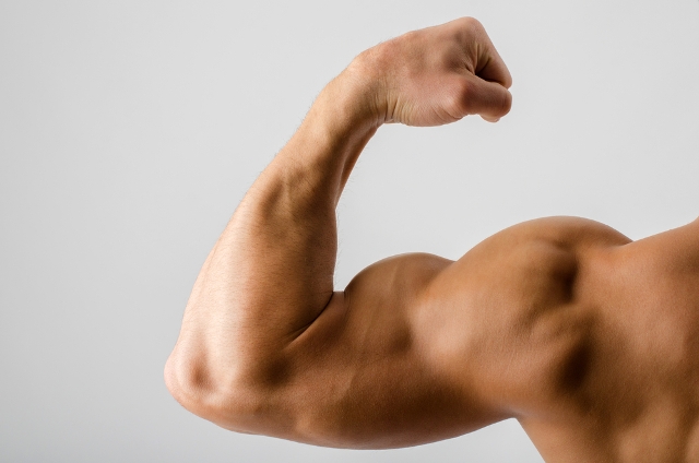 muscle