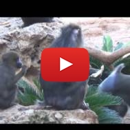 mother and baby mandrill