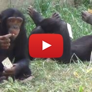 Monkeys eating matzoh