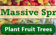 Fruit trees in Israel