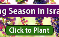 fruit trees