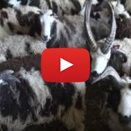 Jacob's sheep