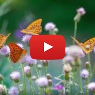 butterflies