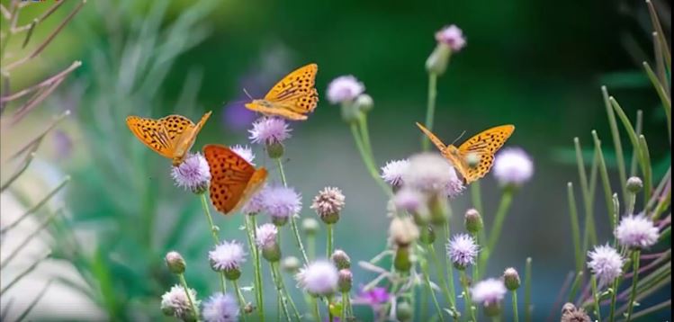 butterflies