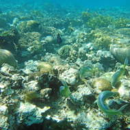 Eilat coral reef