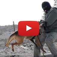 dog attacks terrorist