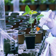 agriculture reseacrh