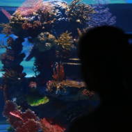 The Gottesman Family Israel Aquarium, Jerusalem (David Michael Cohen/TPS)