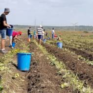 Leket Israel in Binyamina