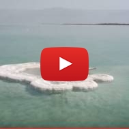 The only living tree in the Dead Sea