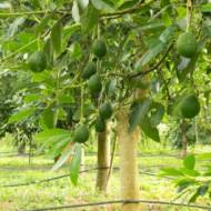 Avocado trees