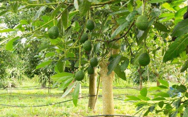 Avocado trees