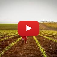 Israeli field