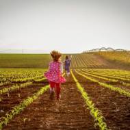 Israeli field