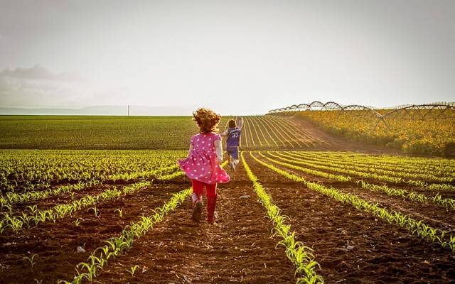 Israeli field