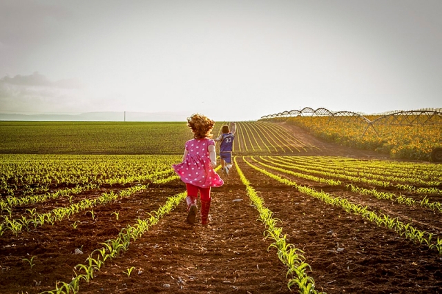 Israeli field