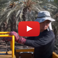 Lulav Harvesting