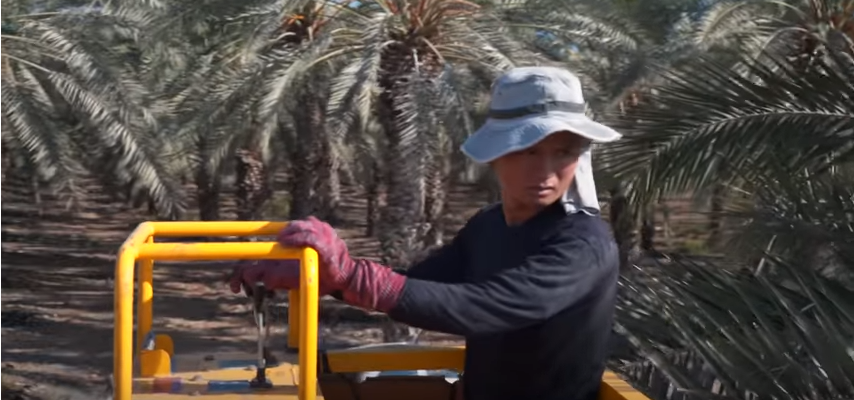 Lulav Harvesting
