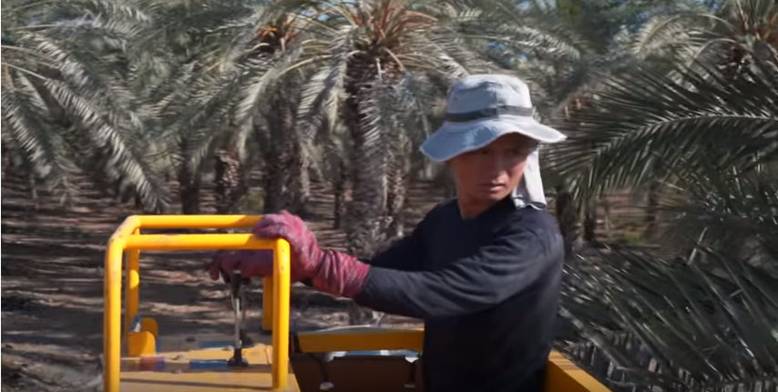 Lulav Harvesting