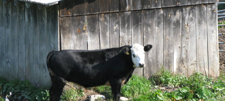 Cow in front of shed
