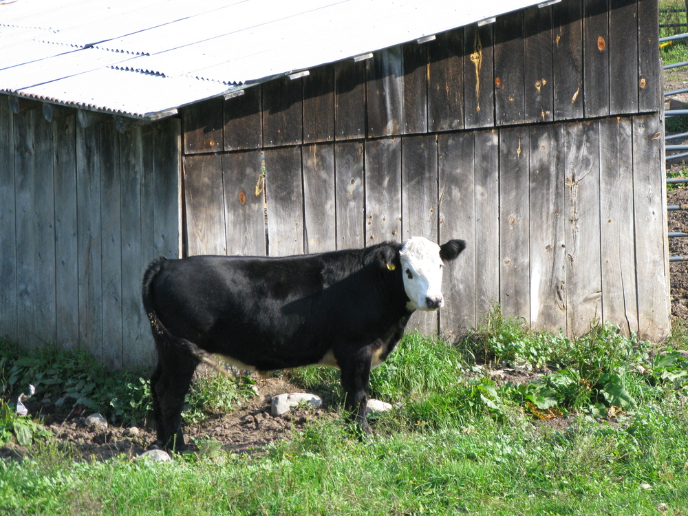 Cow in front of shed