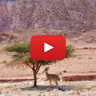 Goat in Timna Park, Negev desert