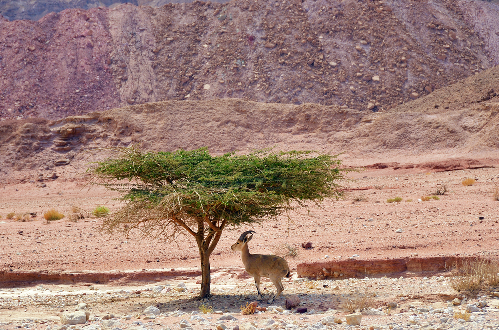 Goat in Timna Park, Negev desert