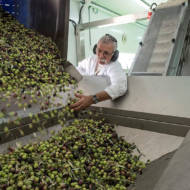 Harvesting olives