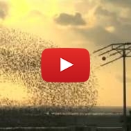 birds Israel