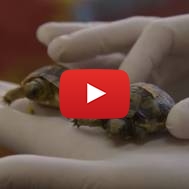 Israeli wildlife hospital
