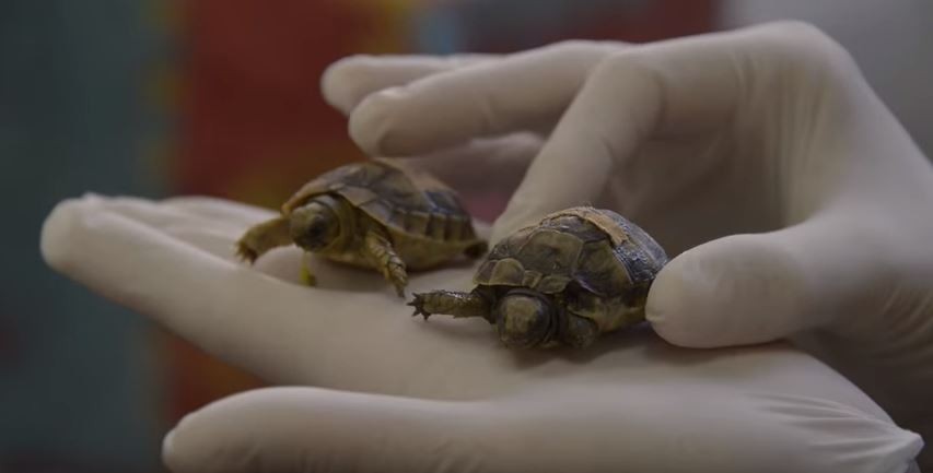Israeli wildlife hospital