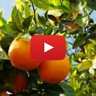 Orange tree
