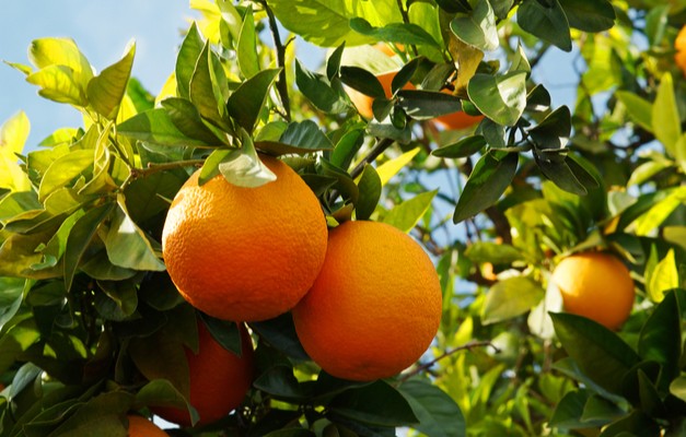 Orange tree