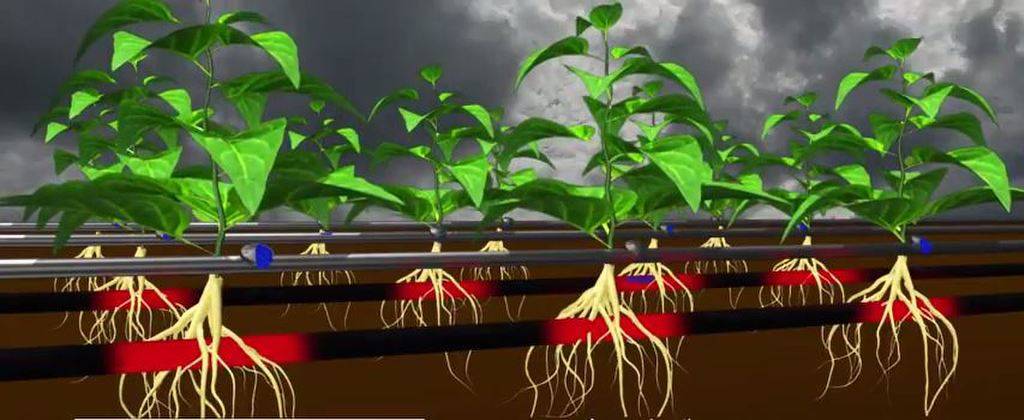 Roots Sustainable Agricultural Technologies