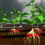 Roots Sustainable Agricultural Technologies