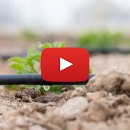 Drip Irrigation