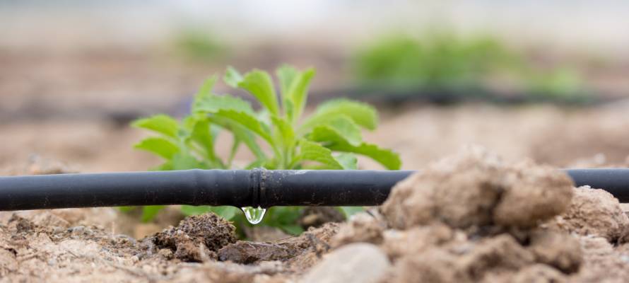Drip Irrigation